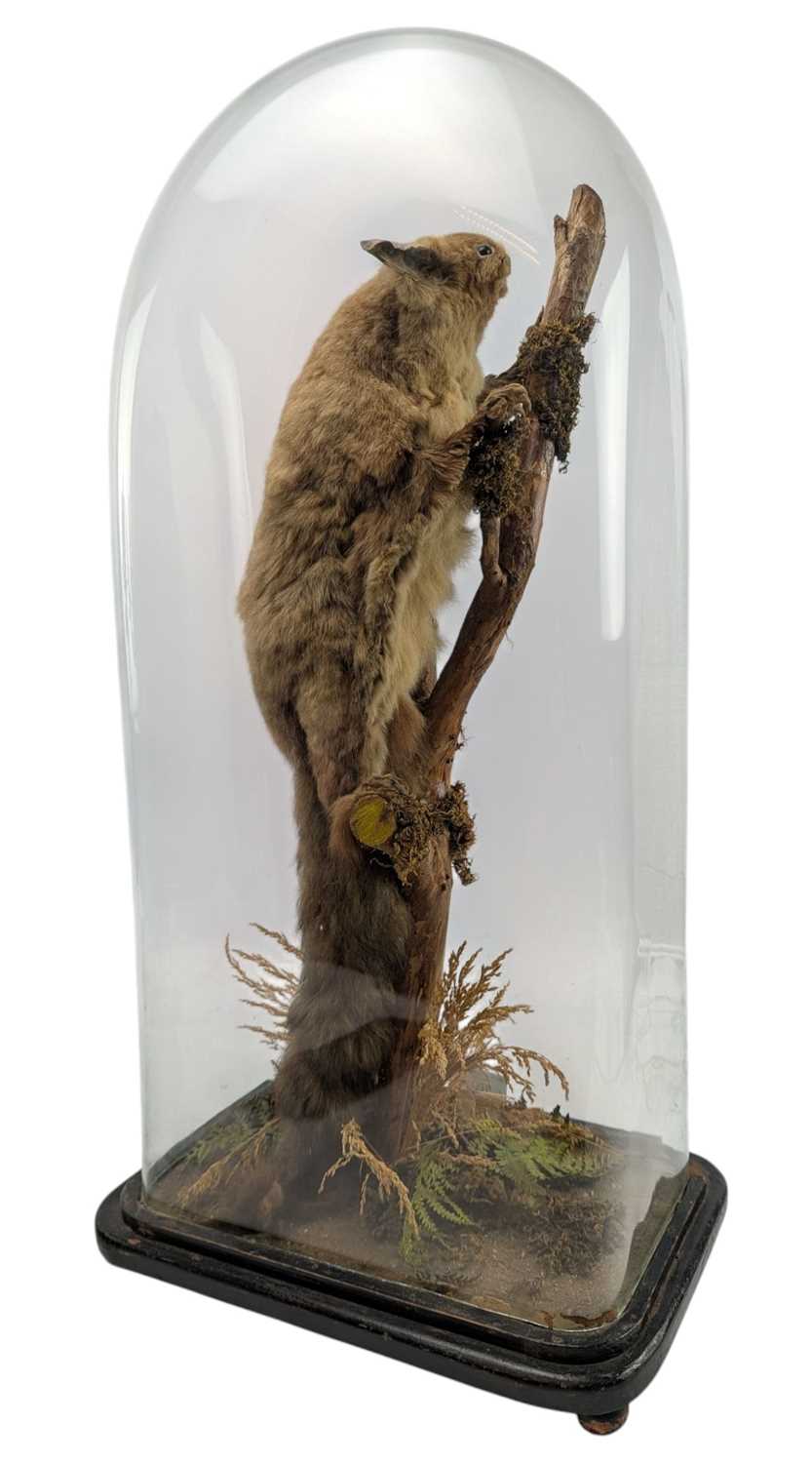 Lot 100 - 19TH CENTURY TAXIDERMY GIANT FLYING SQUIRREL IN GLASS DOME CASE