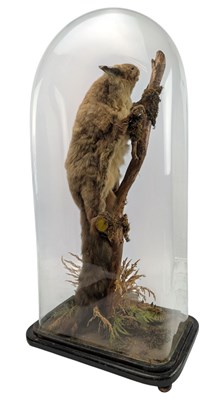 Lot 100 - 19TH CENTURY TAXIDERMY GIANT FLYING SQUIRREL IN GLASS DOME CASE