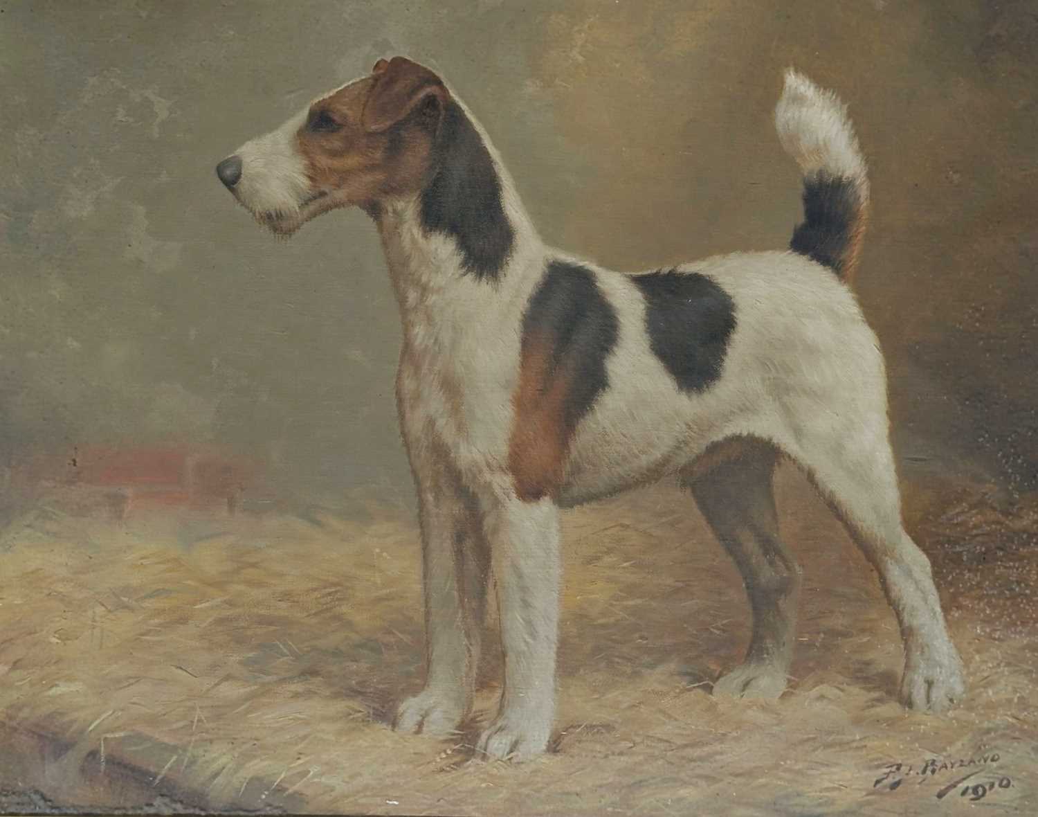 Lot 257 - PERCY J BAYZAND - COLLARBONE OF NOTTS - OIL ON CANVAS PAINTING OF A FOX TERRIER DOG