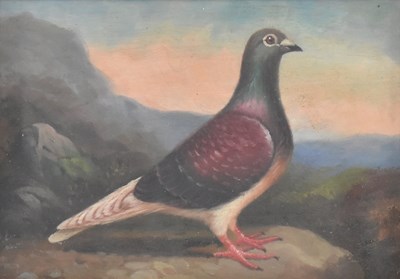 Lot 337 - MANNER OF ANDREW BEER - OIL ON BOARD PIGEON PAINTING STUDY