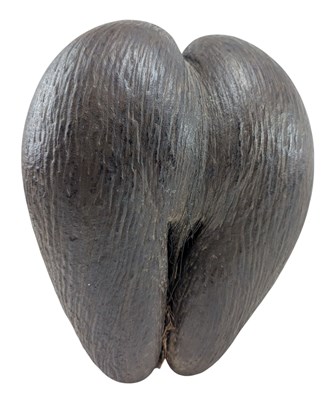 Lot 17 - UNPOLISHED COCO DE MER (LODOICEA MALDIVICA), SEYCHELLES