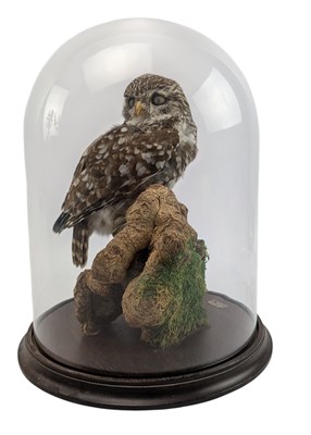 Lot 32 - NATURAL HISTORY INTEREST - TAXIDERMY CIRCA 1980S LITTLE OWL IN GLASS DOME