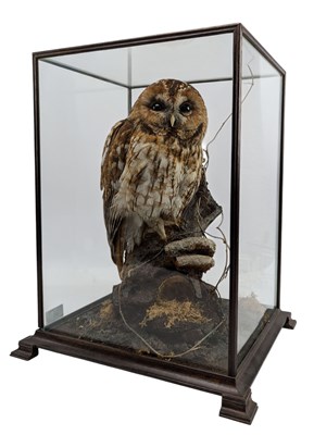 Lot 40 - NATURAL HISTORY INTEREST - TAXIDERMY CIRCA 1987 TAWNY OWL IN DISPLAY CASE