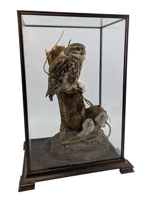 Lot 44 - NATURAL HISTORY INTEREST - TAXIDERMY CIRCA 1988 LITTLE OWL IN DISPLAY CASE