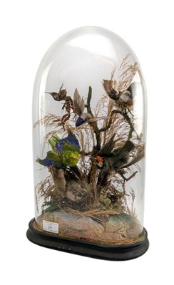 Lot 28 - NATURAL HISTORY INTEREST - VICTORIAN 19TH CENTURY TAXIDERMY BIRDS OF PARADISE IN DOME