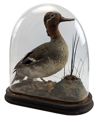 Lot 52 - NATURAL HISTORY INTEREST - VICOTRIAN TAXIDERMY TEAL DUCK IN GLASS DOME