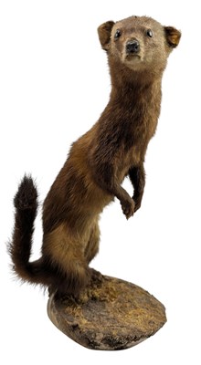 Lot 112 - NATURAL HISTORY INTEREST - VICTORIAN TAXIDERMY WEASEL