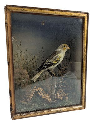 Lot 72 - NATURAL HISTORY INTEREST - VICTORIAN 19TH CENTURY TAXIDERMY FINCH IN CASE