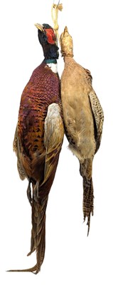 Lot 50 - NATURAL HISTORY INTEREST - TAXIDERMY BRACE OF MALE & FEMALE PHEASANTS