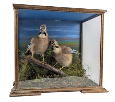 Lot 95 - NATURAL HISTORY INTEREST - PAIR OF VICTORIAN TAXIDERMY BLUE JAYS IN DISPLAY CASE