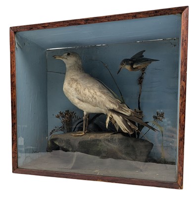 Lot 107 - NATURAL HISTORY INTEREST - VICTORIAN 19TH CENTURY TAXIDERMY SEAGULL AND KINGFISHER