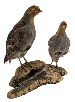 Lot 69 - NATURAL HISTORY INTEREST - PAIR OF VICTORIAN 19TH CENTURY TAXIDERMY GREY PARTRIDGE