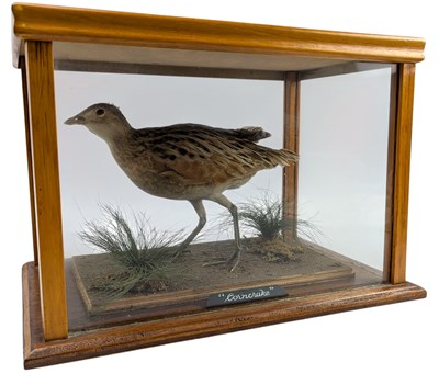 Lot 89 - NATURAL HISTORY INTEREST - LATE VICTORIAN TAXIDERMY CORNCRAKE BIRD IN CASE