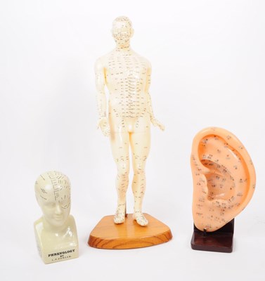 Lot 236 - COLLECTION OF 20TH CENTURY ANATOMICAL MODELS