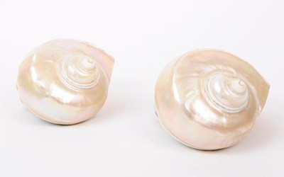 Lot 243 - TWO TURBO MARMORATUS SHELLS