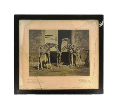 Lot 3 - FORMER BRISTOL ZOO GARDENS - EARLY KODAK PHOTOGRAPH