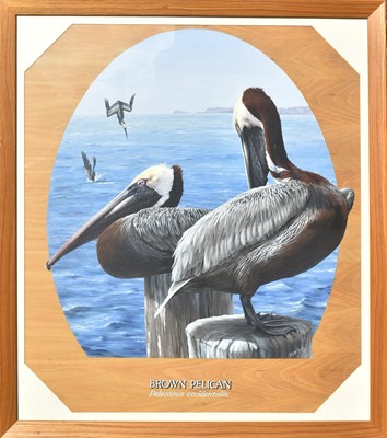 Lot 13 - FORMER BRISTOL ZOO GARDENS - 'BROWN PELICAN' - SUSAN JANE 1998 - PAINTING