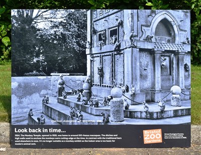 Lot 18 - FORMER BRISTOL ZOO GARDENS - MONKEYS AT BRISTOL ZOO LARGE PHOTOGRAPH