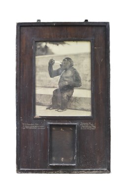 Lot 19 - FORMER BRISTOL ZOO GARDENS - 1920S KODAK ADVERTISING DISPLAY