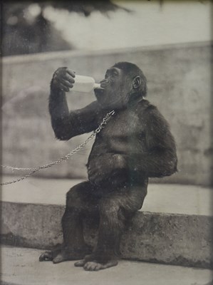 Lot 19 - FORMER BRISTOL ZOO GARDENS - 1920S KODAK ADVERTISING DISPLAY