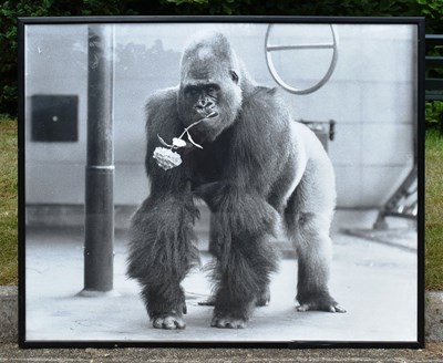 Lot 24 - FORMER BRISTOL ZOO GARDENS - VINTAGE SAMSON GORILLA PHOTOGRAPH