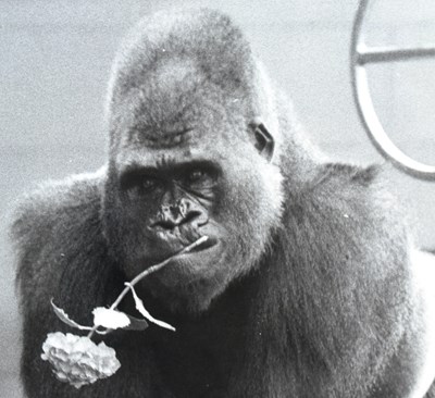 Lot 24 - FORMER BRISTOL ZOO GARDENS - VINTAGE SAMSON GORILLA PHOTOGRAPH