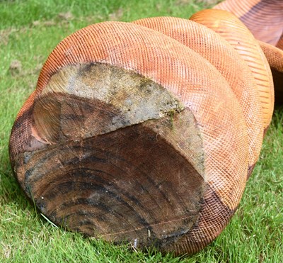 Lot 38 - FORMER BRISTOL ZOO GARDENS - WOODEN KING COBRA SCULPTURE