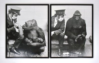 Lot 39 - FORMER BRISTOL ZOO GARDENS - LARGE VINTAGE PHOTOS OF DELILAH & DANIEL