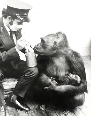 Lot 39 - FORMER BRISTOL ZOO GARDENS - LARGE VINTAGE PHOTOS OF DELILAH & DANIEL