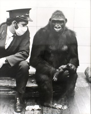 Lot 39 - FORMER BRISTOL ZOO GARDENS - LARGE VINTAGE PHOTOS OF DELILAH & DANIEL