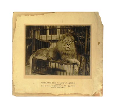 Lot 51 - FORMER BRISTOL ZOO GARDENS - 1920S KODAK COMMERCIAL LION PHOTOGRAPH