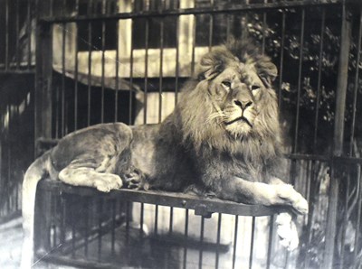 Lot 51 - FORMER BRISTOL ZOO GARDENS - 1920S KODAK COMMERCIAL LION PHOTOGRAPH