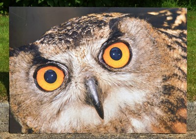 Lot 76 - FORMER BRISTOL ZOO GARDENS - LARGE ORIGINAL OWL SIGN