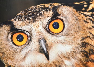 Lot 76 - FORMER BRISTOL ZOO GARDENS - LARGE ORIGINAL OWL SIGN