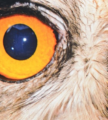 Lot 76 - FORMER BRISTOL ZOO GARDENS - LARGE ORIGINAL OWL SIGN