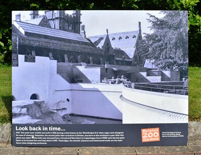 Lot 78 - FORMER BRISTOL ZOO GARDENS - LARGE POLAR BEAR PHOTOGRAPH