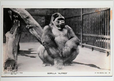 Lot 86 - FORMER BRISTOL ZOO GARDENS - LARGE 'ALFRED' THE GORILLA DISPLAY