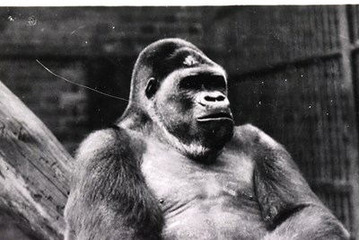 Lot 86 - FORMER BRISTOL ZOO GARDENS - LARGE 'ALFRED' THE GORILLA DISPLAY