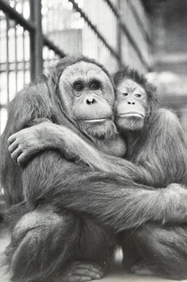 Lot 93 - FORMER BRISTOL ZOO GARDENS - LARGE VINTAGE PHOTOGRAPH - ABANG & DYANG