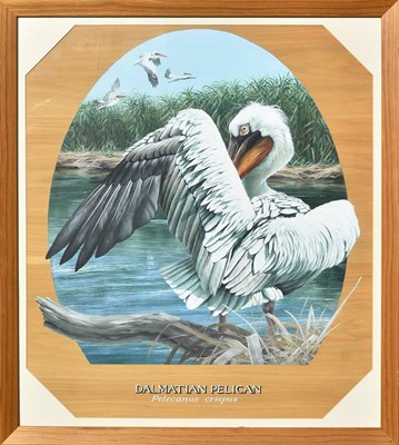 Lot 105 - FORMER BRISTOL ZOO GARDENS - 'DALMATIAN PELICAN' - SUSAN JANE - PAINTING