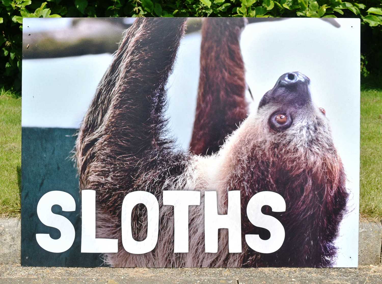 Lot 106 - FORMER BRISTOL ZOO GARDENS - SLOTHS
