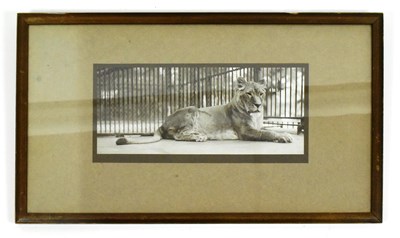 Lot 122 - FORMER BRISTOL ZOO GARDENS - 1920S PHOTOGRAPH OF A ZOO LION