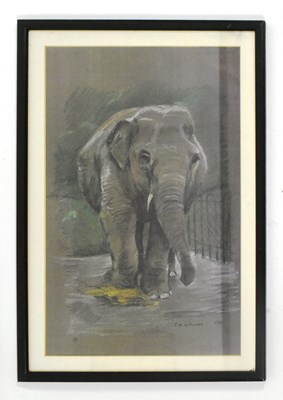 Lot 123 - FORMER BRISTOL ZOO GARDENS - WENDY THE ELEPHANT - PASTEL STUDY