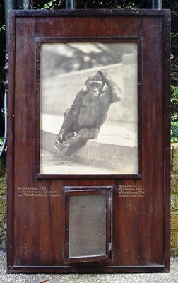 Lot 190 - FORMER BRISTOL ZOO GARDENS - 1920S KODAK ADVERTISING DISPLAY CABINET