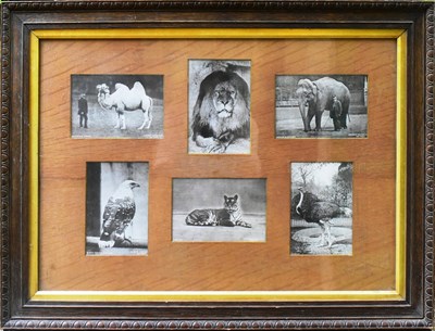 Lot 194 - FORMER BRISTOL ZOO GARDENS - EARLY 20TH CENTURY FRAMED PHOTOGRAPHS