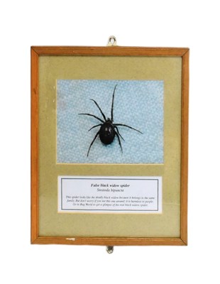 Lot 206 - FORMER BRISTOL ZOO GARDENS - BUG WORLD SPIDER IN THE TOILET PHOTOGRAPH