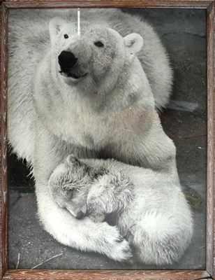 Lot 211 - FORMER BRISTOL ZOO GARDENS - 1960S LARGE PHOTOGRAPH OF SEBASTIAN THE POLAR BEAR