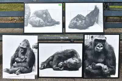 Lot 214 - FORMER BRISTOL ZOO GARDENS - VINTAGE FRAMED GORILLA PHOTOS