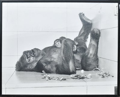 Lot 279 - FORMER BRISTOL ZOO GARDENS - PHOTOGRAPH OF DELILAH & DANIEL