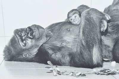 Lot 279 - FORMER BRISTOL ZOO GARDENS - PHOTOGRAPH OF DELILAH & DANIEL